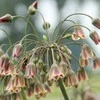 Nectaroscordum siculum - 10 vnt.