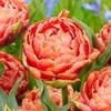 Orange Bijūninė tulpė "Oranžinis Flavour" - 20 vnt.
