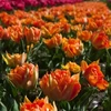 Orange Bijūninė tulpė "Oranžinis Princess" - 5 vnt.