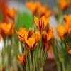 Orange Krokai "Oranžinis Monarch" - 50 vnt.