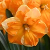 Orange Narcizai "Outright Oranžinis" - 20 vnt.