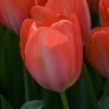 Orange Tulpė Darvino „Oranžinis van Eijk“ - 10 vnt.