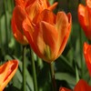 Orange Tulpė „Oranžinis Emperor“ - 10 vnt.