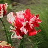 Papūginė tulpė „Estella Rijnveld“ - 20 vnt.