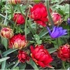 Pilnavidurė botaninė tulpė "Samantha" - 5 vnt.