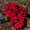 Pilnavidurė botaninė tulpė "Samantha" - 5 vnt.