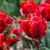 Pilnavidurė papūginė tulpė "Rococo Double" - 20 vnt.