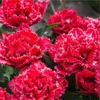 Pilnavidurė šerkšnotoji tulpė "Bendigo" - 20 vnt.