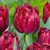 Pilnavidurė šerkšnotoji tulpė "Cranberry thistle" - 50 vnt.