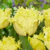 Pilnavidurė šerkšnotoji tulpė "Lemon Shoot" - 5 vnt.