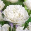 Pilnavidurė šerkšnotoji tulpė „Snow Crystal - 5 vnt.