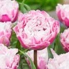 Pilnavidurė šerkšnotoji tulpė "Sugar Crystal" - 20 vnt.