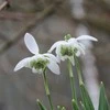 Pilnavidurės snieguolės "Flore Pleno" - 5 vnt.