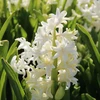 Pilnaviduris hiacintas "Snow Crystal" - 10 vnt.