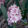 Pilnaviduris hiacintas "Spring Beauty" - 5 vnt.