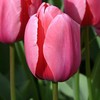 Pink Tulpė Darvino "Rožinė Impression" - 50 vnt.