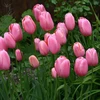 Pink Tulpė Darvino "Rožinė Impression" - 50 vnt.