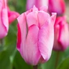 Pink Tulpė Darvino "Rožinė sound" - 10 vnt.