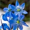 Scylės Siberica - 500 vnt.