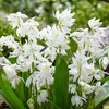 Scylės Siberica alba - 50 vnt.