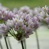 Smulkiažiedis česnakas "Roseum" - 10 vnt.