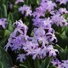 Sniegžydrės luciliae Violet Beauty - 200 vnt.