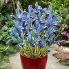 Tinklinis vilkdalgis "Clairette" - 50 vnt.