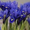 Tinklinis vilkdalgis "Harmony" - 50 vnt.