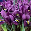Tinklinis vilkdalgis "Violetinė Hill" - 50 vnt.