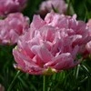 Tulpė bijūninė „Aveyron“ - 50 vnt.