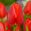 Tulpė Darvino „Apeldoorn“ - 10 vnt.