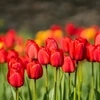 Tulpė Darvino „Apeldoorn“ - 50 vnt.