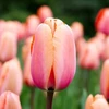 Tulpė Darvino "Apricot Impression" - 50 vnt.