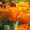 Tulpė Darvino "Blushing Apeldoorn" - 10 vnt.