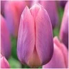 Tulpė Darvino "Light and Dreamy" - 10 vnt.