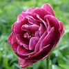 Tulpė "Dream Touch" - 50 vnt.