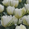 Tulpė "Exotic Emperor" - 50 vnt.