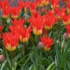 Tulpė "Flames Mystery" - 5 vnt.
