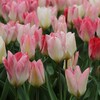 Tulpė "Flaming Purissima" - 5 vnt.