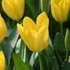 Tulpė „Geltona Purissima“ - 50 vnt.