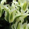 Tulpė "Greenstar" - 5 vnt.