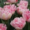 Tulpė pilnavidurė "Angelique" - 50 vnt.