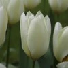 Tulpė „Purissima“ - 10 vnt.