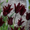 Tulpė "Sarah Raven" - 5 vnt.