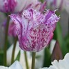 Tulpė "Violetinė Circus" - 5 vnt.
