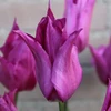 Tulpė "Violetinė Dream" - 50 vnt.