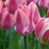 Tulpė „Violetinė Purissima“ - 50 vnt.