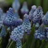 Žydrės "Azureum" - 50 vnt.
