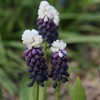 Žydrės latifolium "Grape Ice" - 50 vnt.