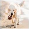 Benebone - Žuvies kaulas M 15 cm - (810054210078)